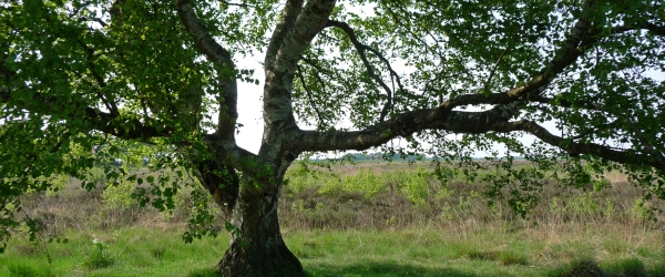עץ הדאגה או מתי וכיצד לעסוק במחשבה